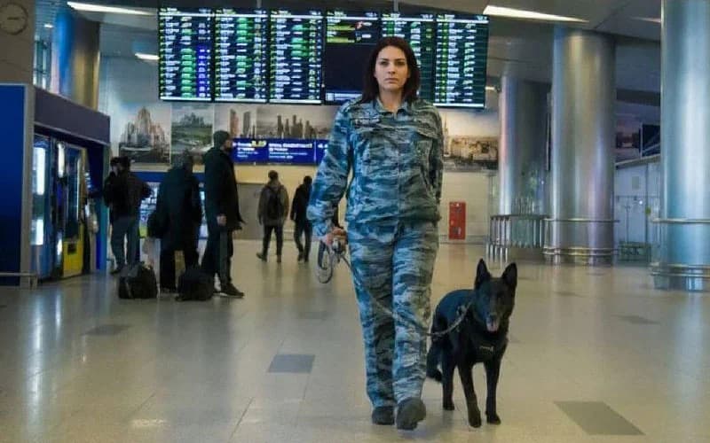 Собаки специального назначения. Встреча с кинологом аэропорта и его собакой