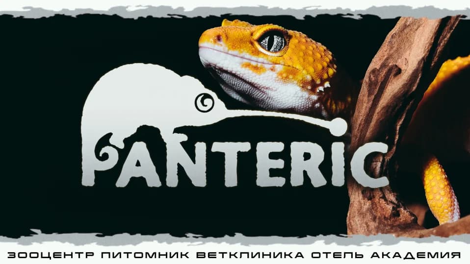 "Гекконы" Интерактивное знакомство с Экзотическими животными