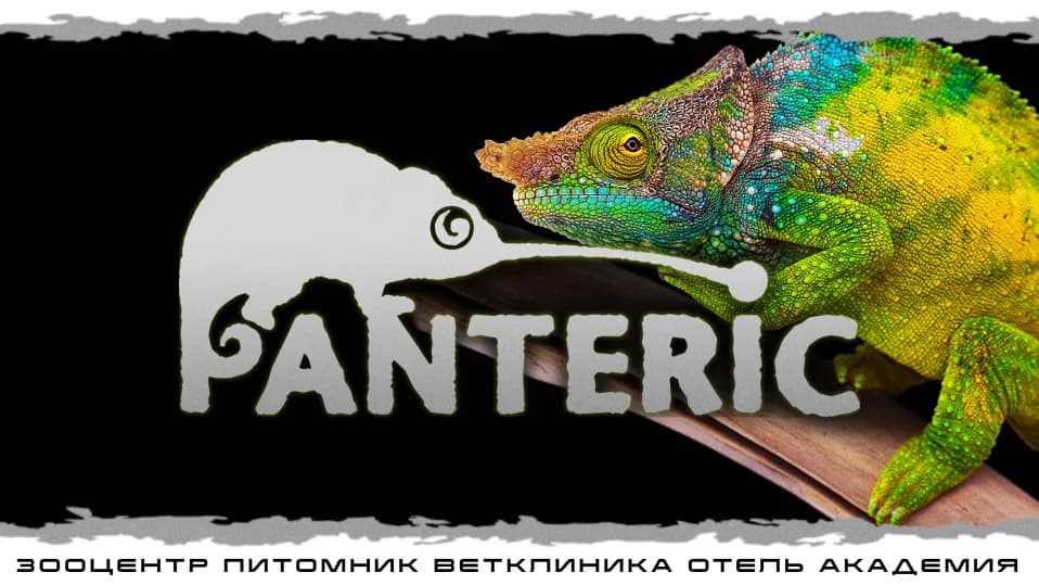 Хамелеоны. Знакомство с рептилией.
