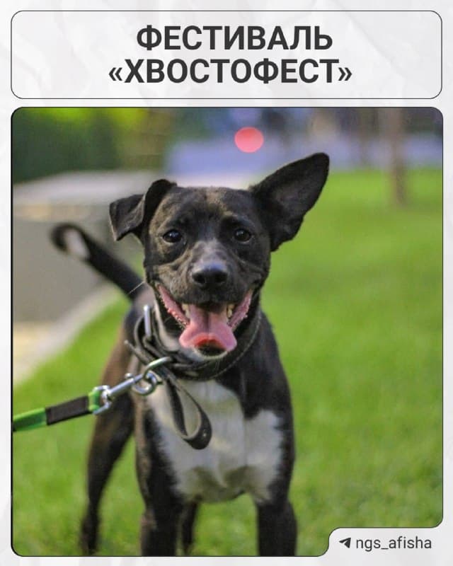 Хвостофест