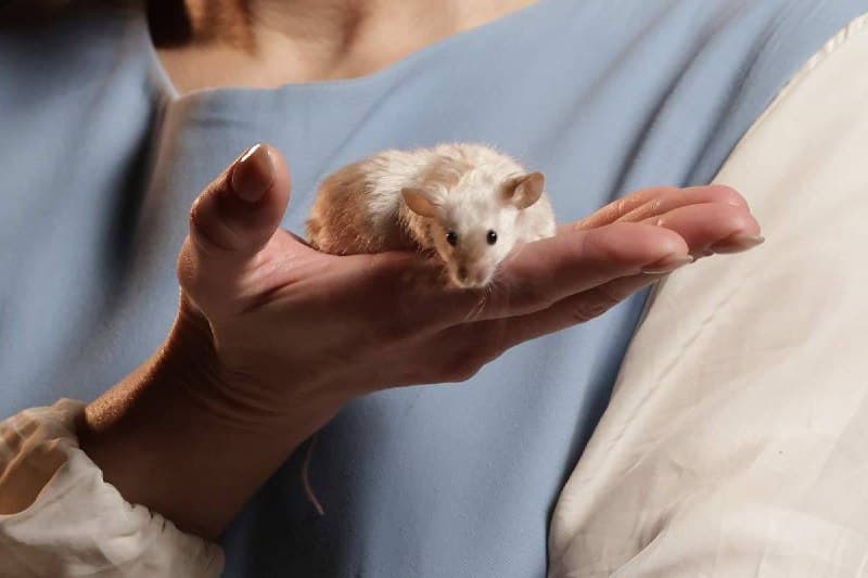 Спектакль «Цветы для Элджернона»